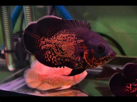 豬仔魚 飼養